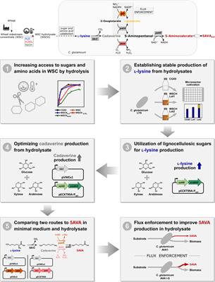 Utilization of a Wheat Sidestream for 5-Aminovalerate Production in Corynebacterium glutamicum